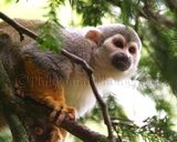Squirrel Monkey